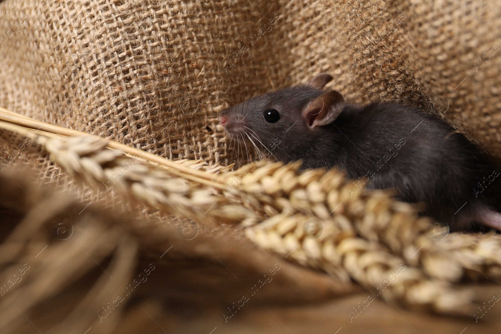 Photo of Grey rat with spikes and burlap fabric on table. Pest control