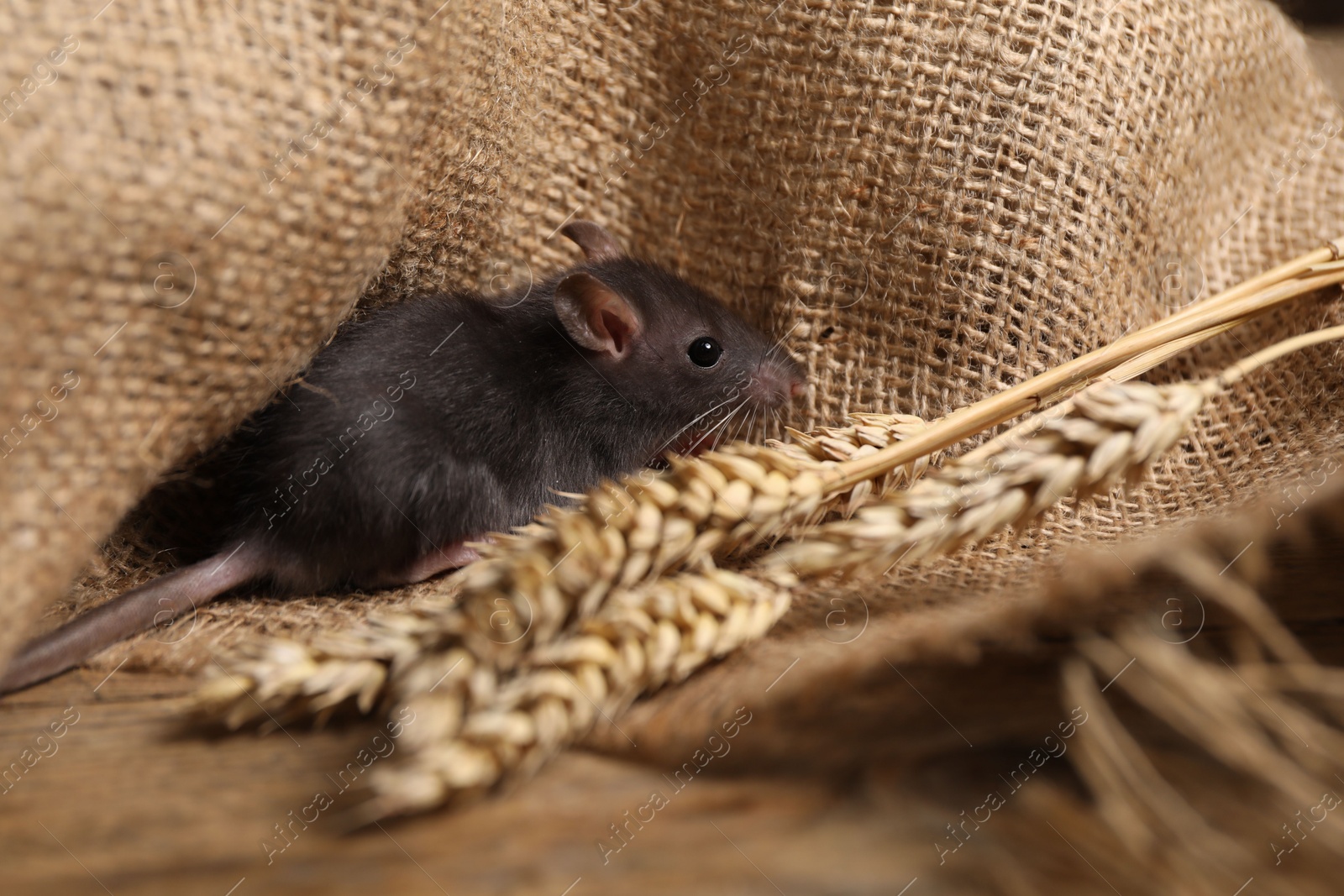 Photo of Grey rat with spikes and burlap fabric on table. Pest control