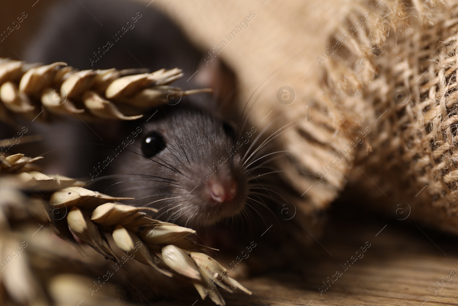 Photo of Grey rat with spikes and burlap fabric on table, closeup. Pest control