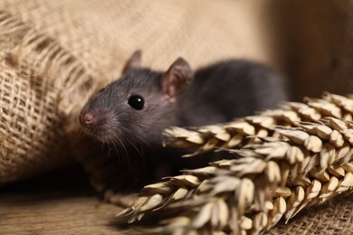 Photo of Grey rat with spikes and burlap fabric on table, closeup. Pest control