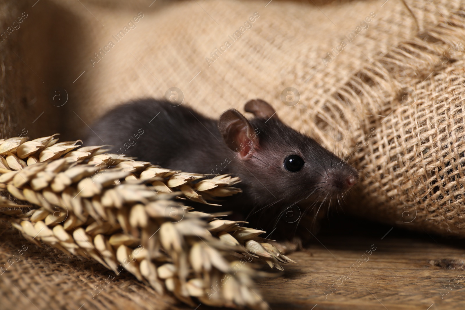 Photo of Grey rat with spikes and burlap fabric on wooden surface, closeup. Pest control