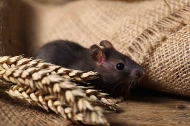 Photo of Grey rat with spikes and burlap fabric on wooden surface, closeup. Pest control