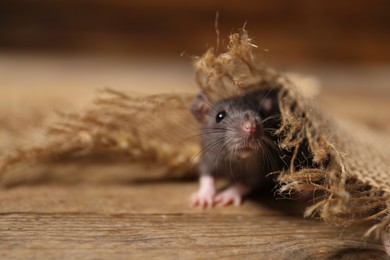 Photo of Pest control. Grey rat with burlap fabric on wooden surface, closeup. Space for text