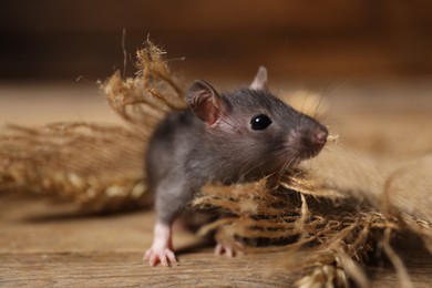 Photo of Grey rat with burlap fabric on wooden surface, closeup. Pest control