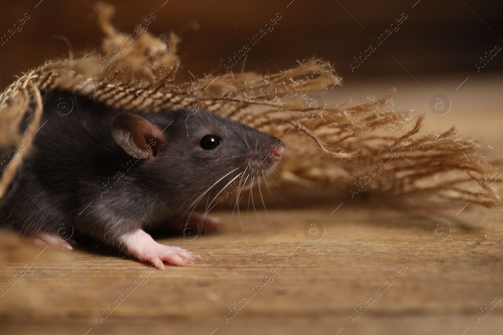 Photo of Grey rat with burlap fabric on wooden surface, closeup. Pest control