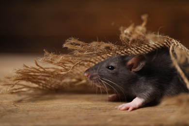 Photo of Grey rat with burlap fabric on wooden surface, closeup. Pest control