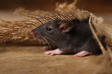 Photo of Grey rat with burlap fabric on wooden surface, closeup. Pest control