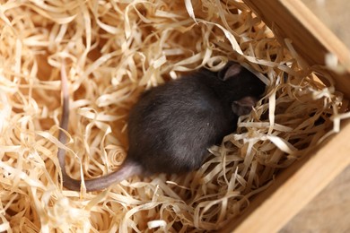 Photo of Grey rat in wooden crate with sawdust on table, above view. Pest control