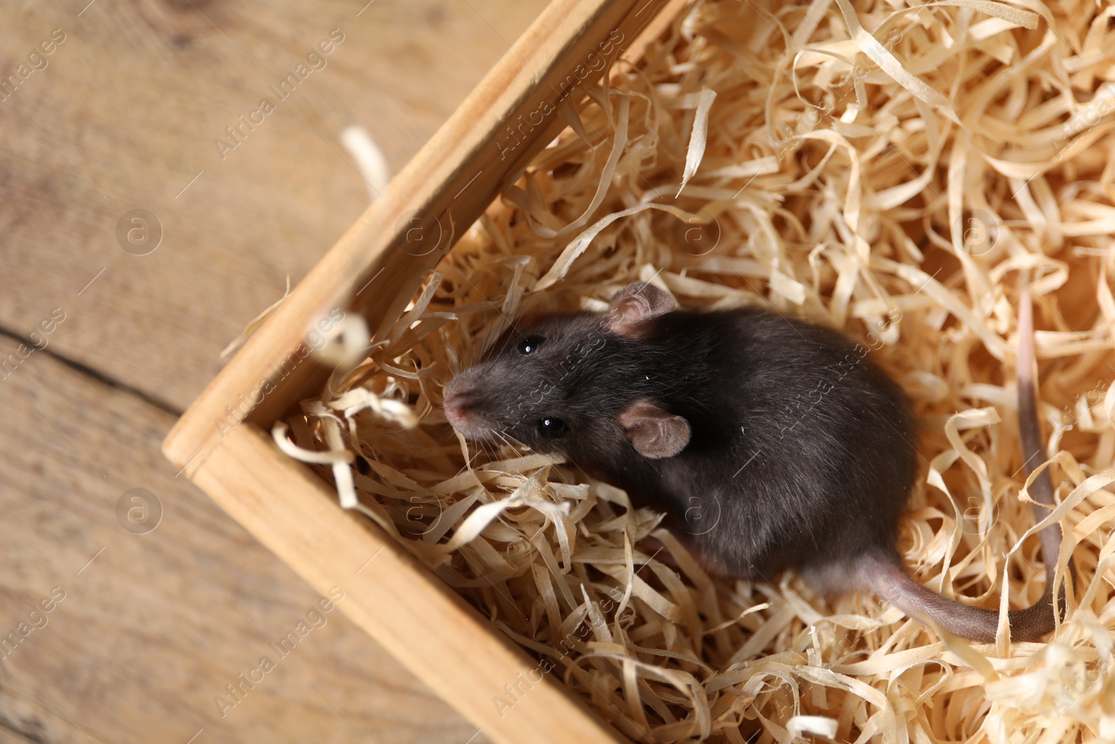 Photo of Grey rat in crate with sawdust on wooden surface, top view. Pest control