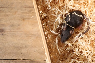 Photo of Pest control. Grey rat in crate with sawdust on wooden surface, top view. Space for text