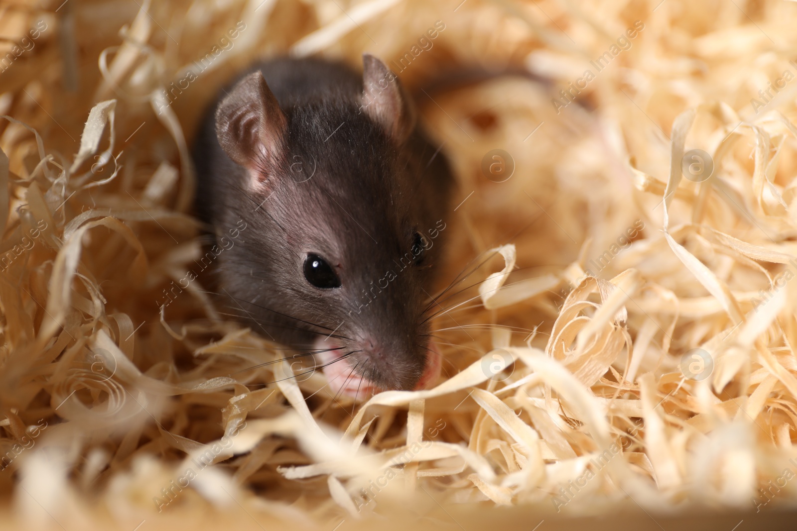 Photo of Grey rat on sawdust, closeup. Pest control