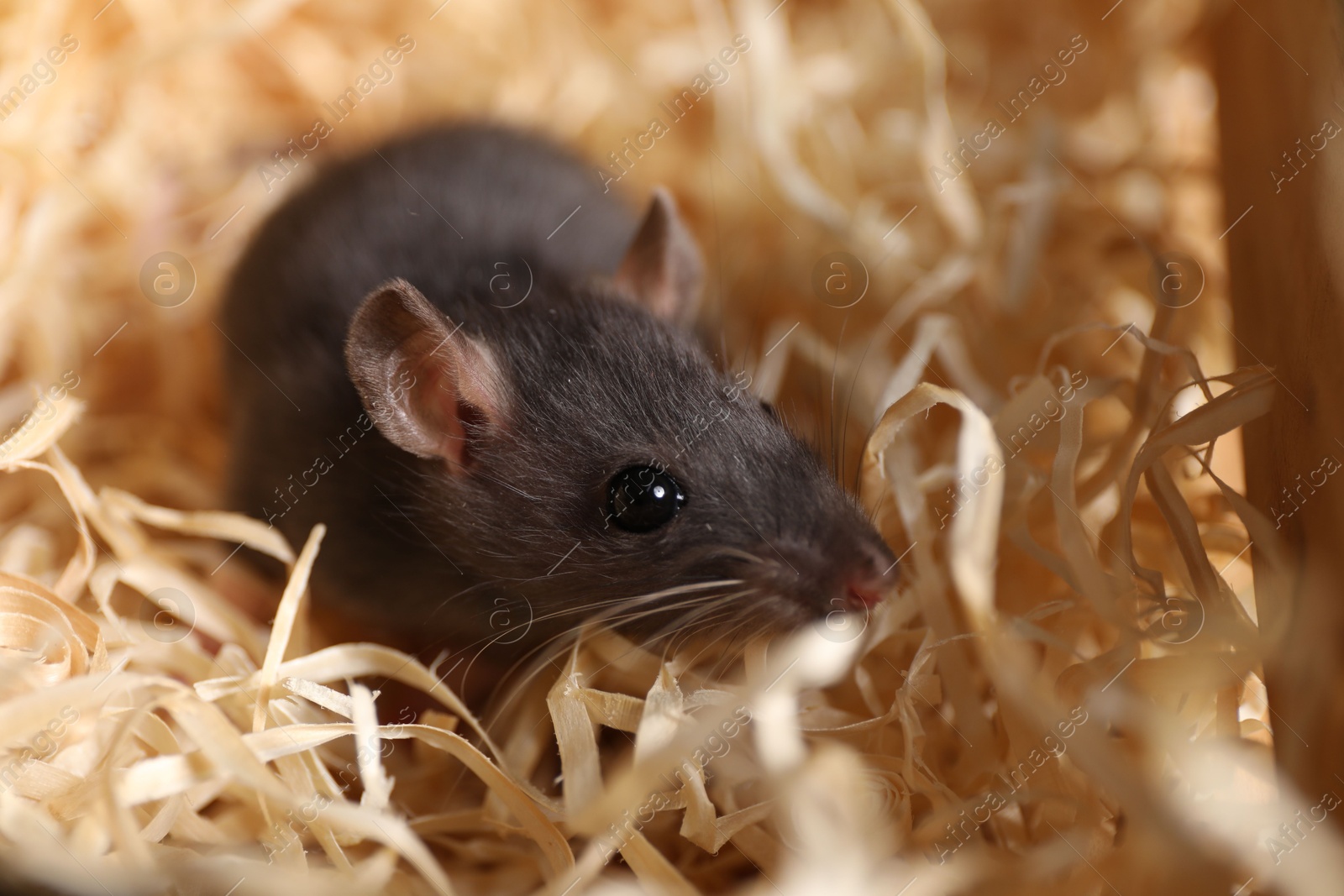 Photo of Grey rat on sawdust, closeup. Pest control