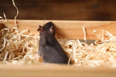 Photo of Grey rat on sawdust in wooden crate. Pest control