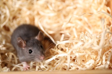 Photo of Grey rat on sawdust, closeup. Pest control