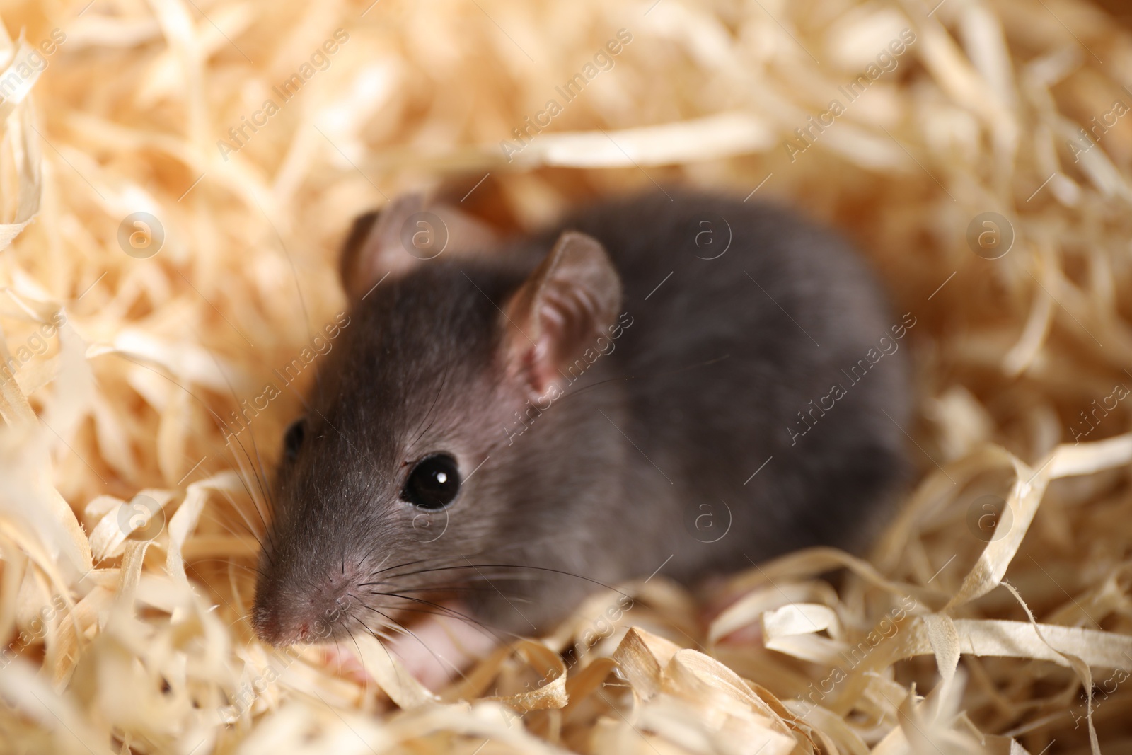 Photo of Grey rat on sawdust, closeup. Pest control