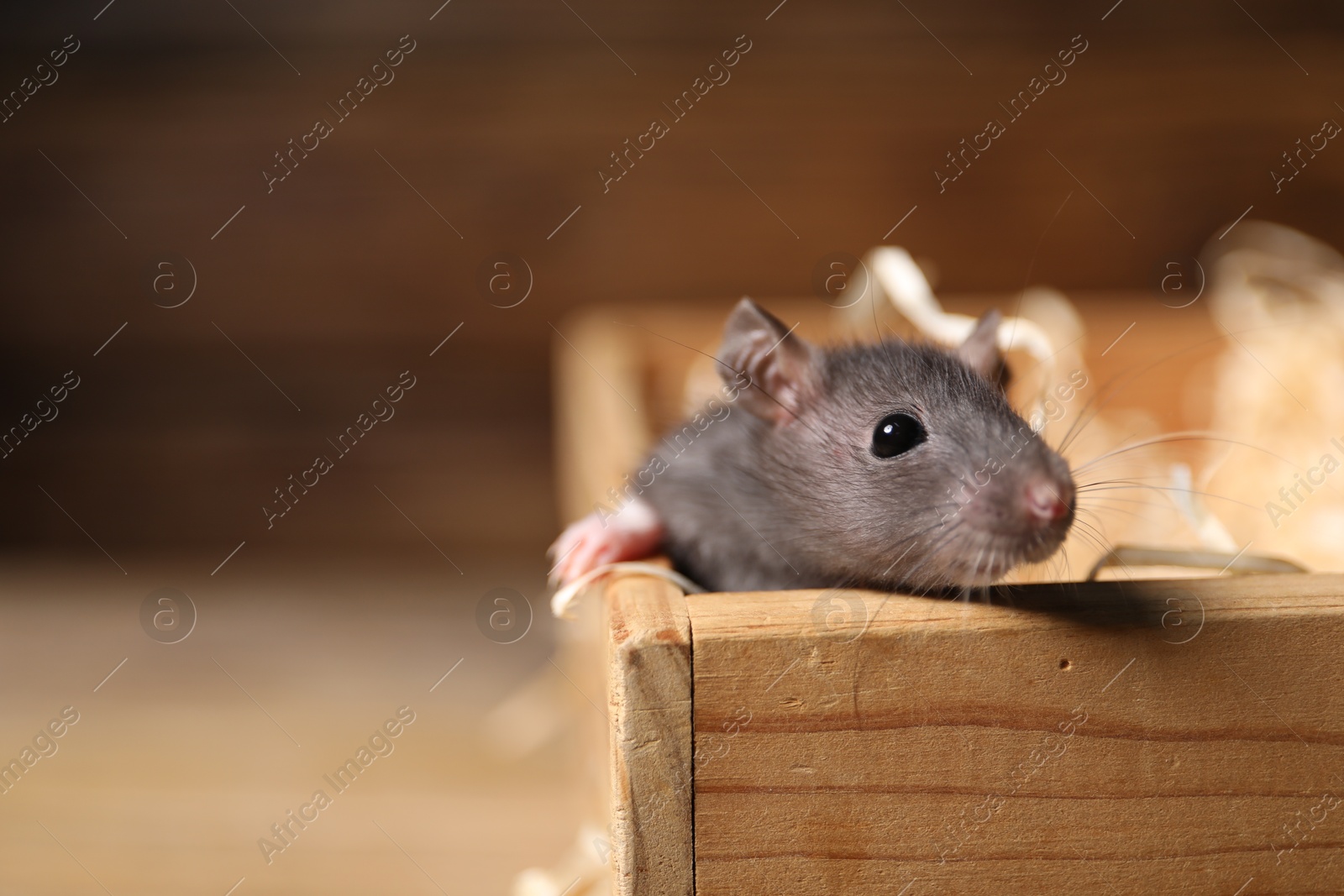 Photo of Pest control. Grey rat in wooden crate on blurred background, closeup. Space for text