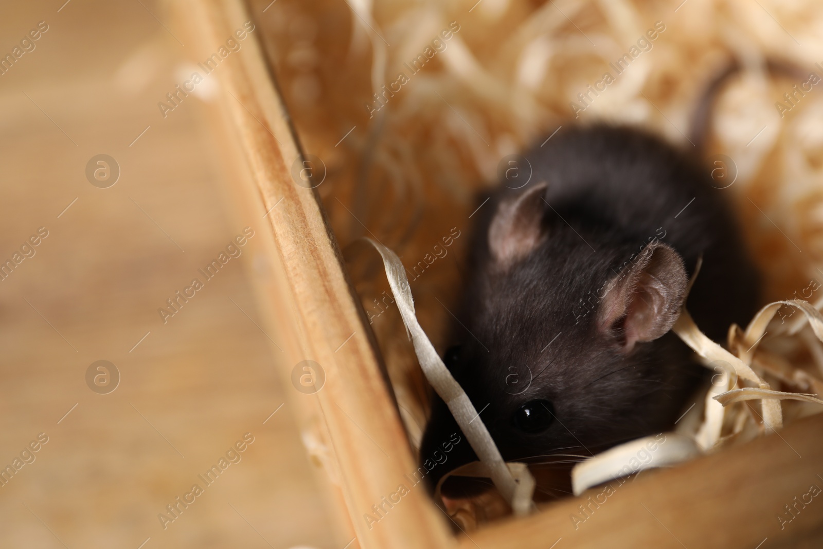 Photo of Pest control. Grey rat in wooden crate with sawdust, closeup. Space for text