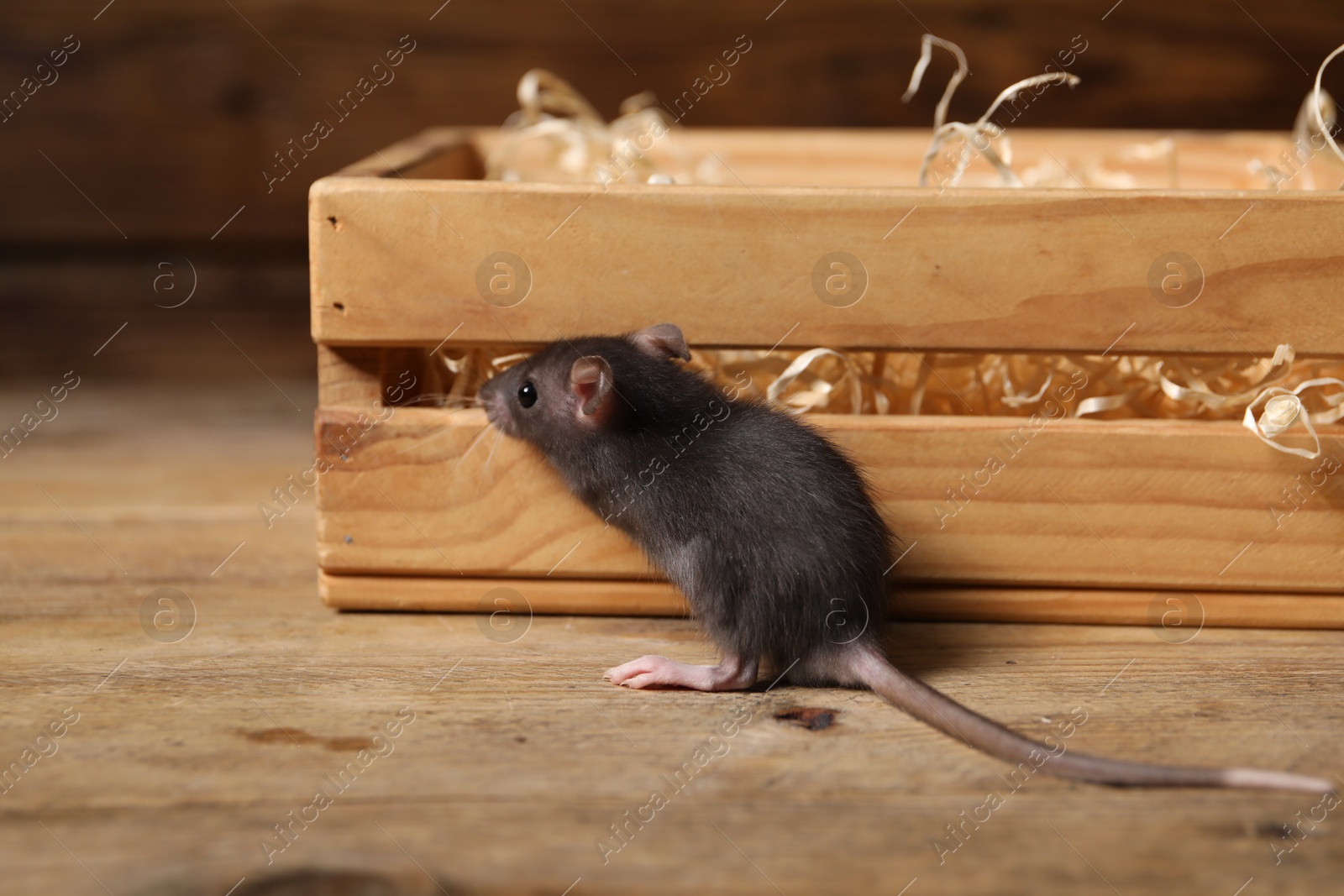 Photo of Grey rat near crate with sawdust on wooden surface. Pest control