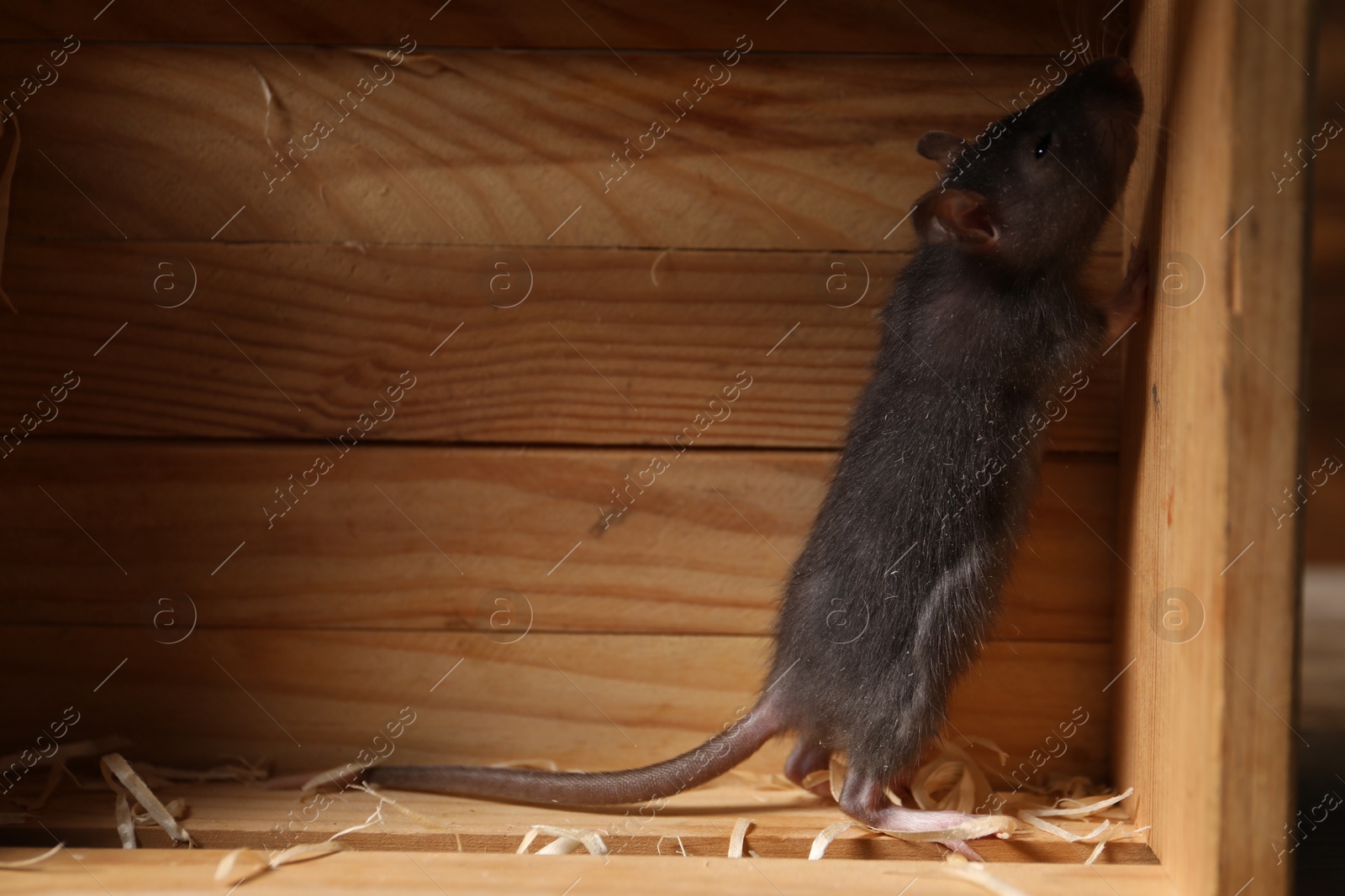 Photo of Grey rat in wooden crate, space for text. Pest control