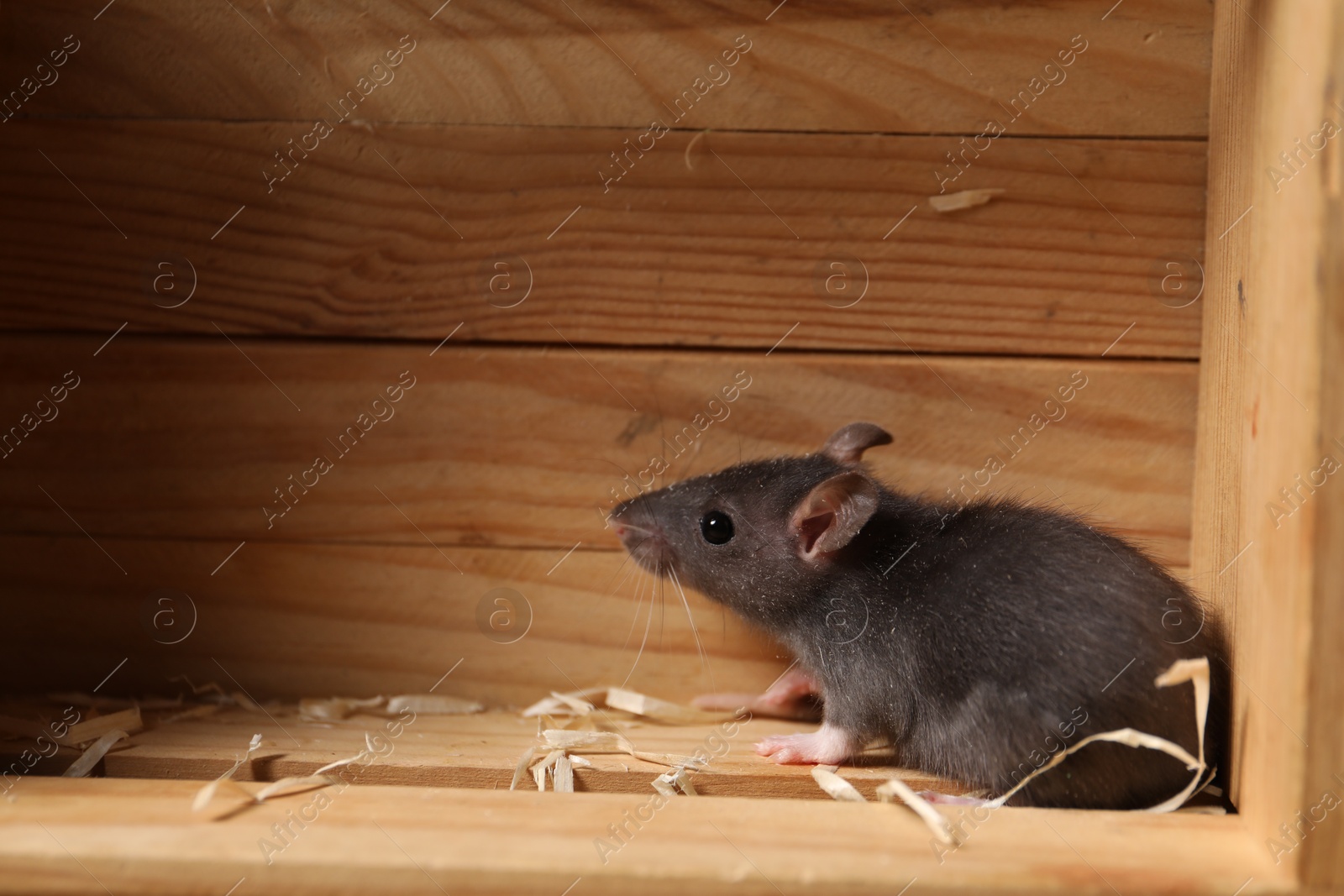 Photo of Grey rat in wooden crate, space for text. Pest control