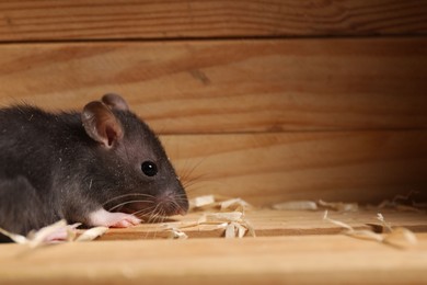 Photo of Pest control. Grey rat in wooden crate, closeup. Space for text