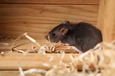 Photo of Grey rat in wooden crate and sawdust on table, space for text. Pest control