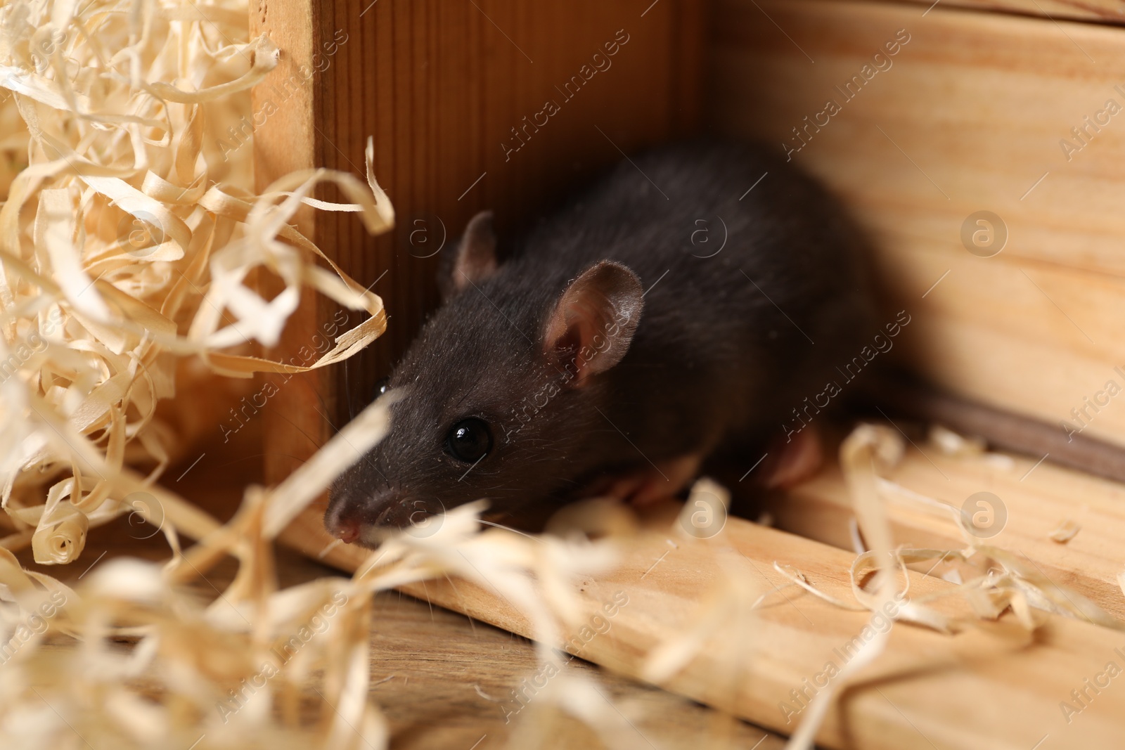 Photo of Grey rat in wooden crate and sawdust on table, closeup. Pest control