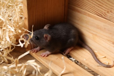 Photo of Grey rat in wooden crate and sawdust on table. Pest control