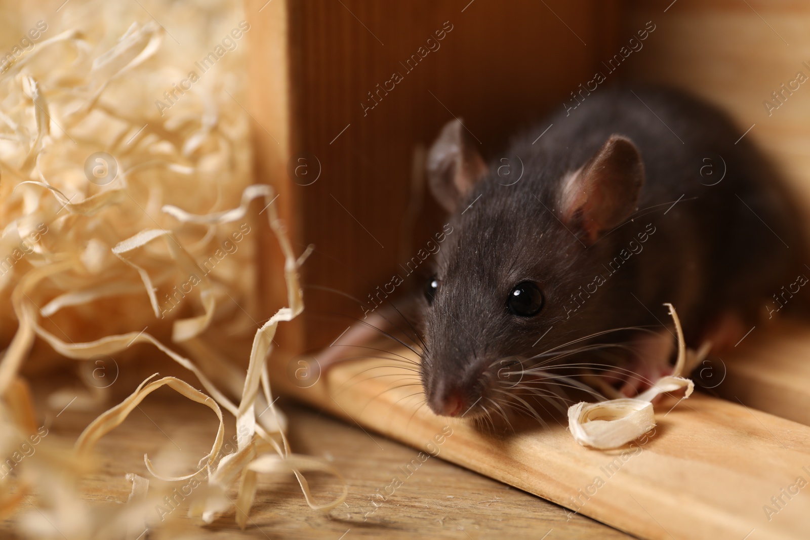 Photo of Grey rat in wooden crate and sawdust on table, closeup. Pest control