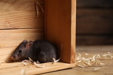 Photo of Grey rat in wooden crate on table, space for text. Pest control