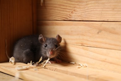 Photo of Grey rat in wooden crate, space for text. Pest control