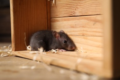 Photo of Grey rat in wooden crate on table. Pest control