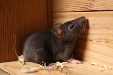 Photo of Grey rat in wooden crate. Pest control