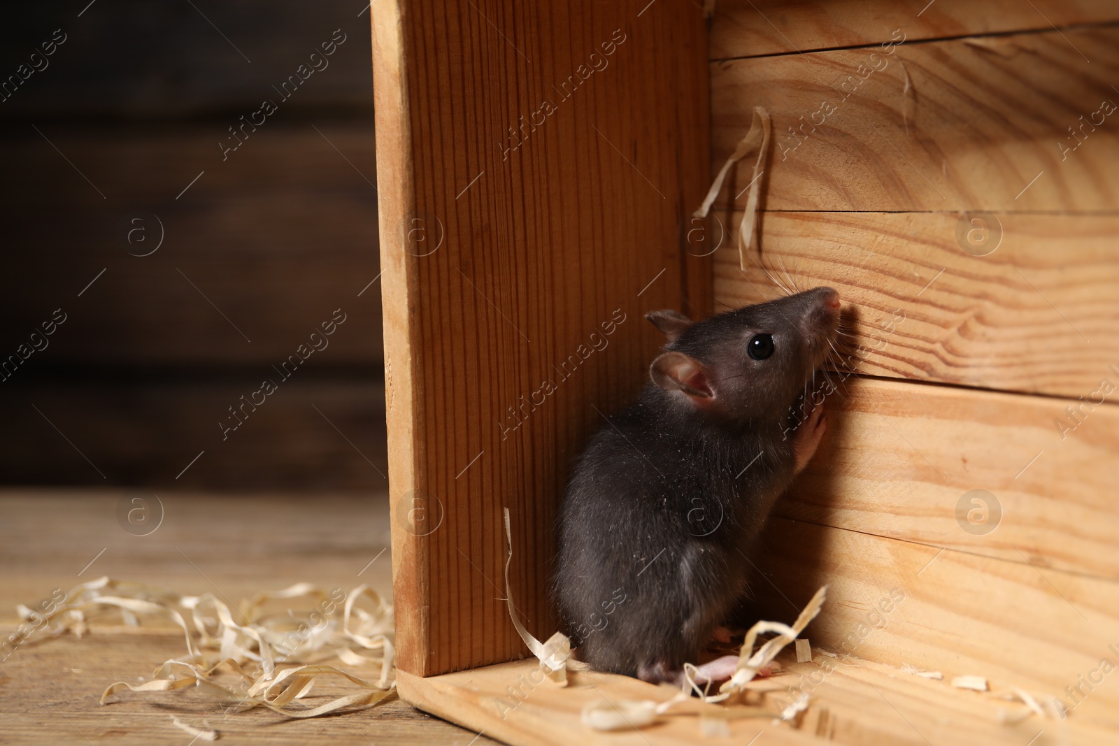 Photo of Grey rat in wooden crate on table, space for text. Pest control