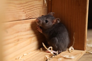 Photo of Grey rat in wooden crate on table. Pest control