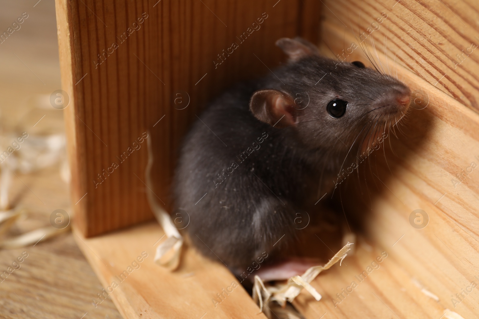 Photo of Grey rat in wooden crate on table. Pest control