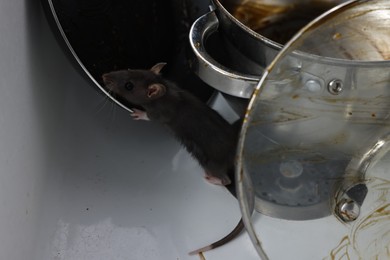 Photo of Grey rat and dirty kitchenware in sink. Pest control