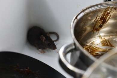 Photo of Grey rat and dirty kitchenware in sink. Pest control