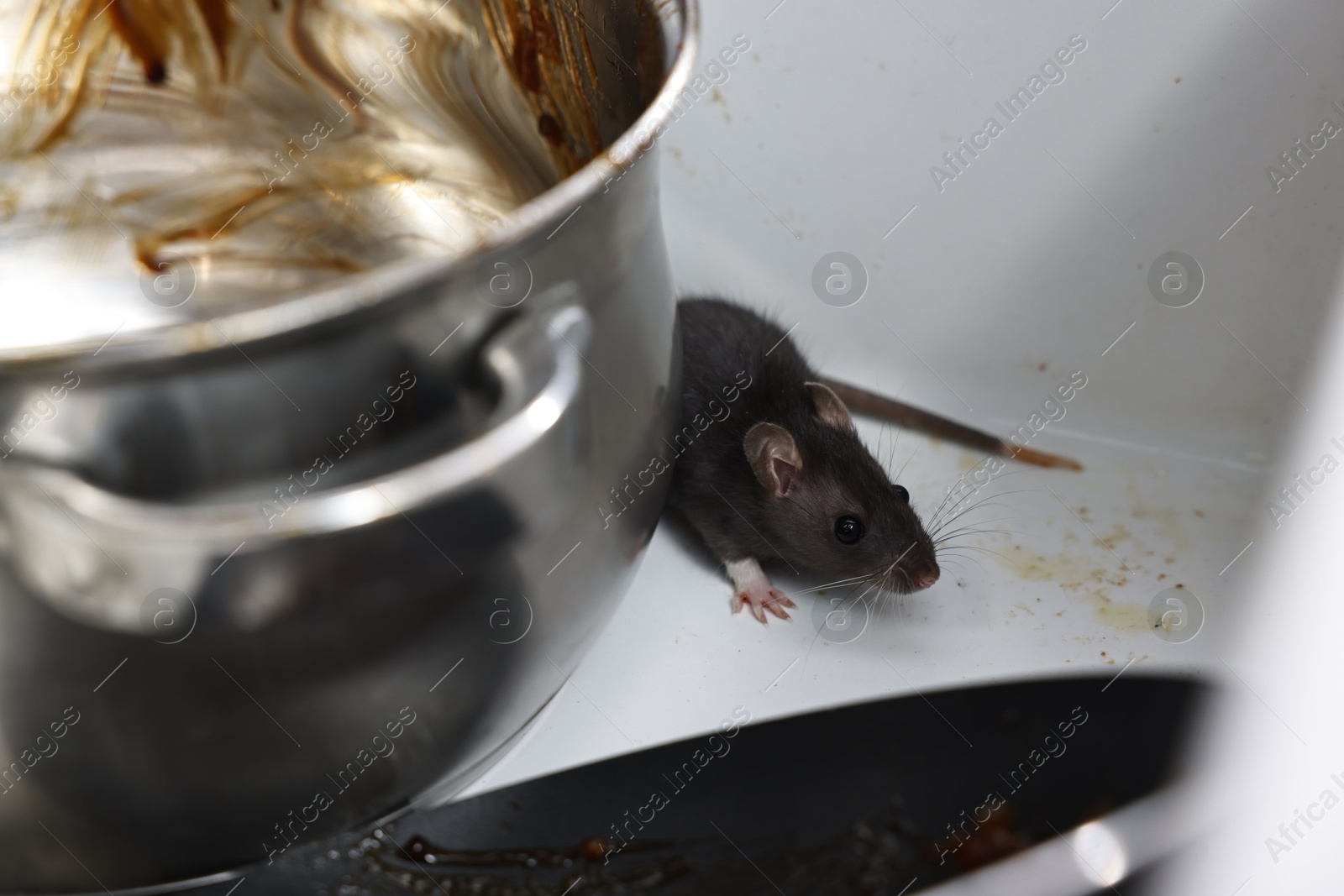 Photo of Grey rat and dirty kitchenware in sink. Pest control