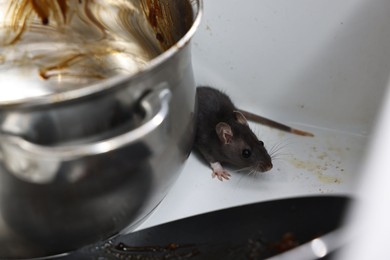 Grey rat and dirty kitchenware in sink. Pest control