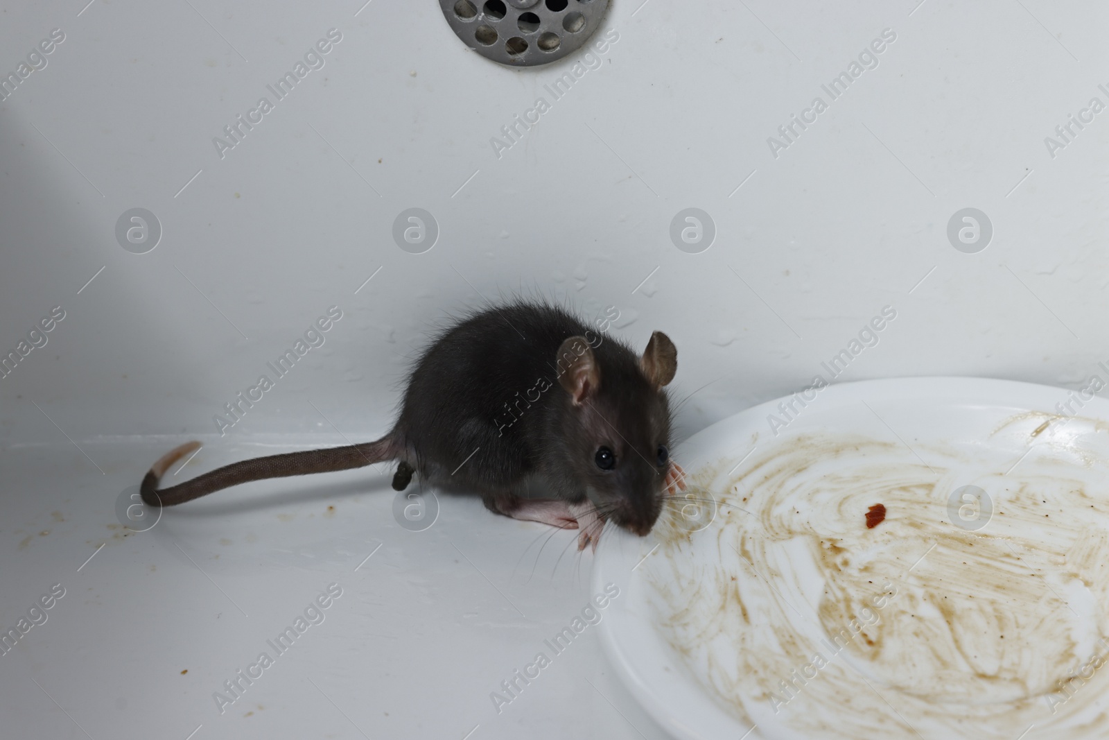 Photo of Grey rat and dirty plate in sink. Pest control