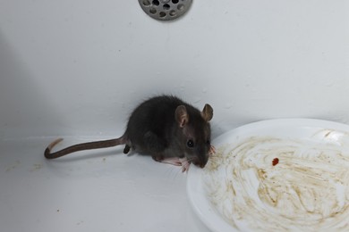 Photo of Grey rat and dirty plate in sink. Pest control