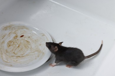 Photo of Grey rat and dirty plate in sink. Pest control