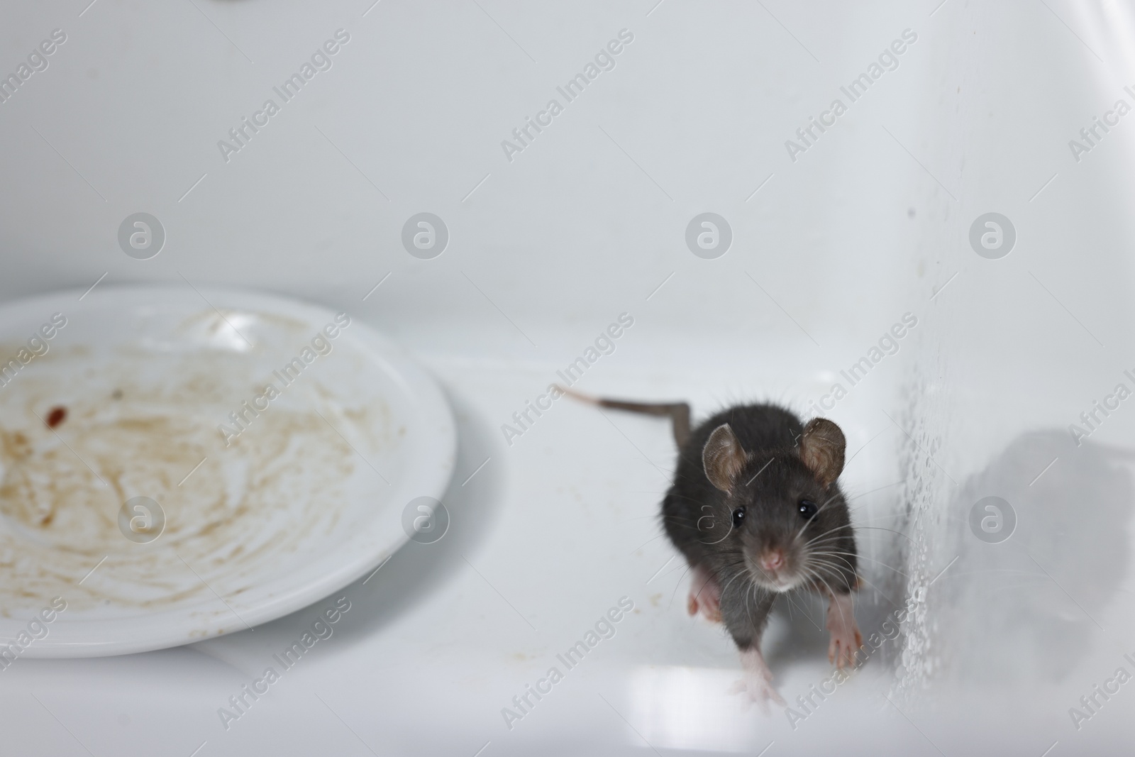 Photo of Grey rat and dirty plate in sink. Pest control