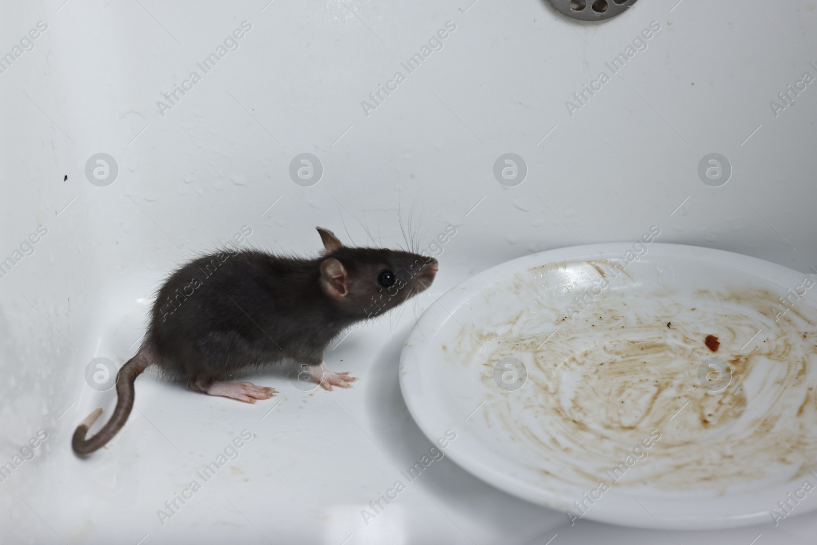 Photo of Grey rat and dirty plate in sink. Pest control