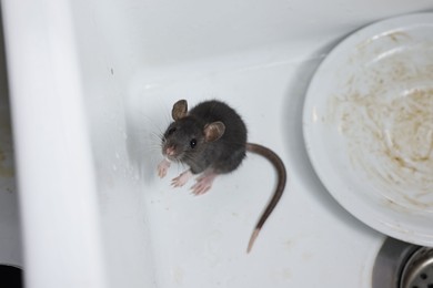 Photo of Grey rat and dirty plate in sink. Pest control