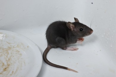 Photo of Grey rat and dirty plate in sink. Pest control