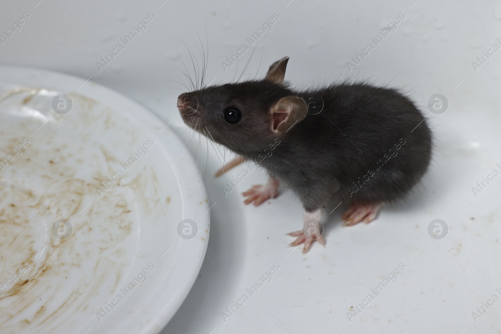 Photo of Grey rat and dirty plate in sink. Pest control