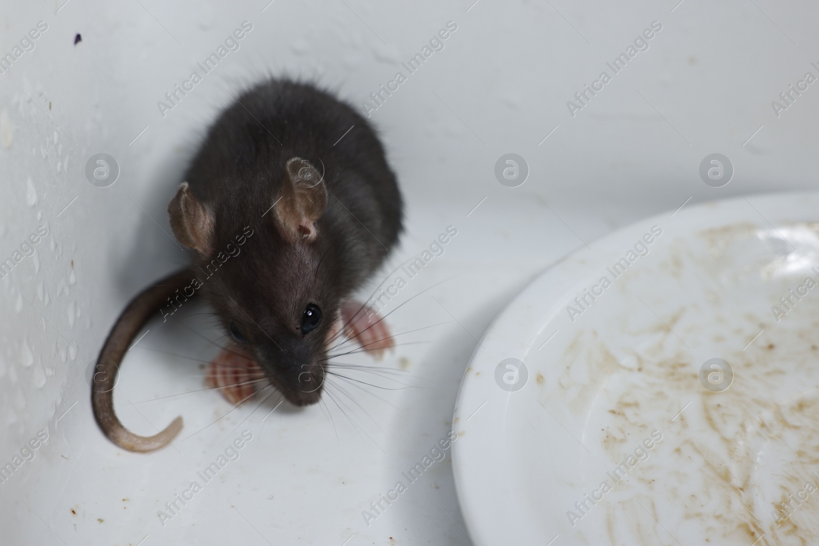 Photo of Grey rat and dirty plate in sink. Pest control