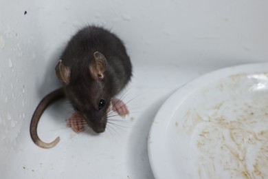 Grey rat and dirty plate in sink. Pest control